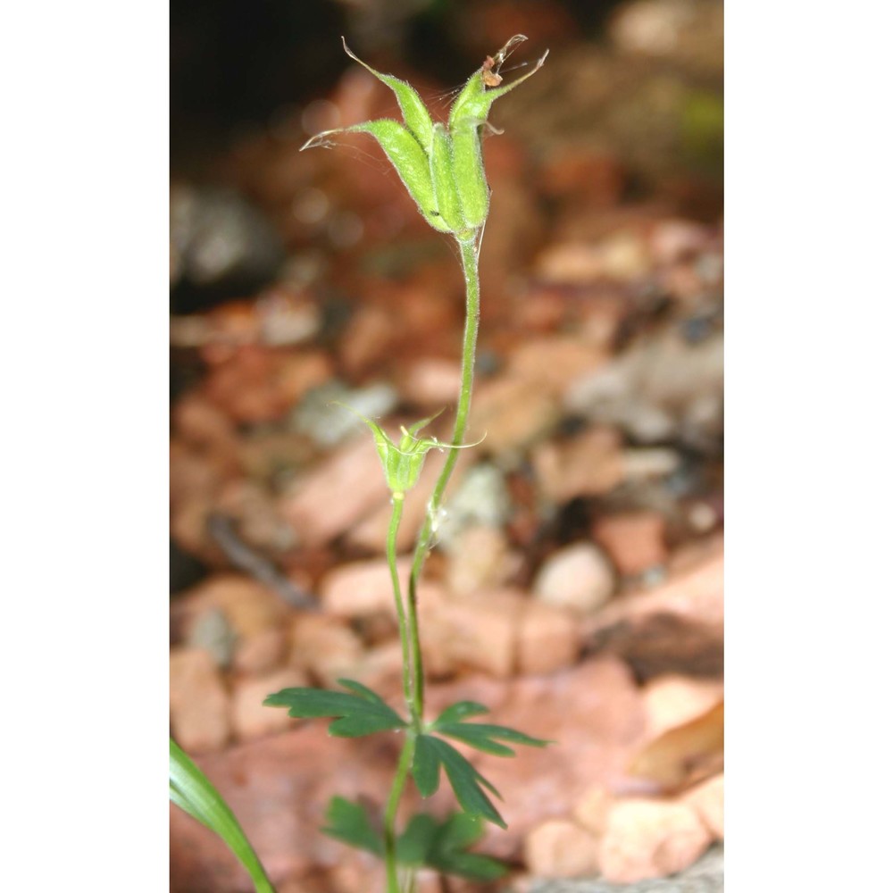 aquilegia barbaricina arrigoni et e. nardi