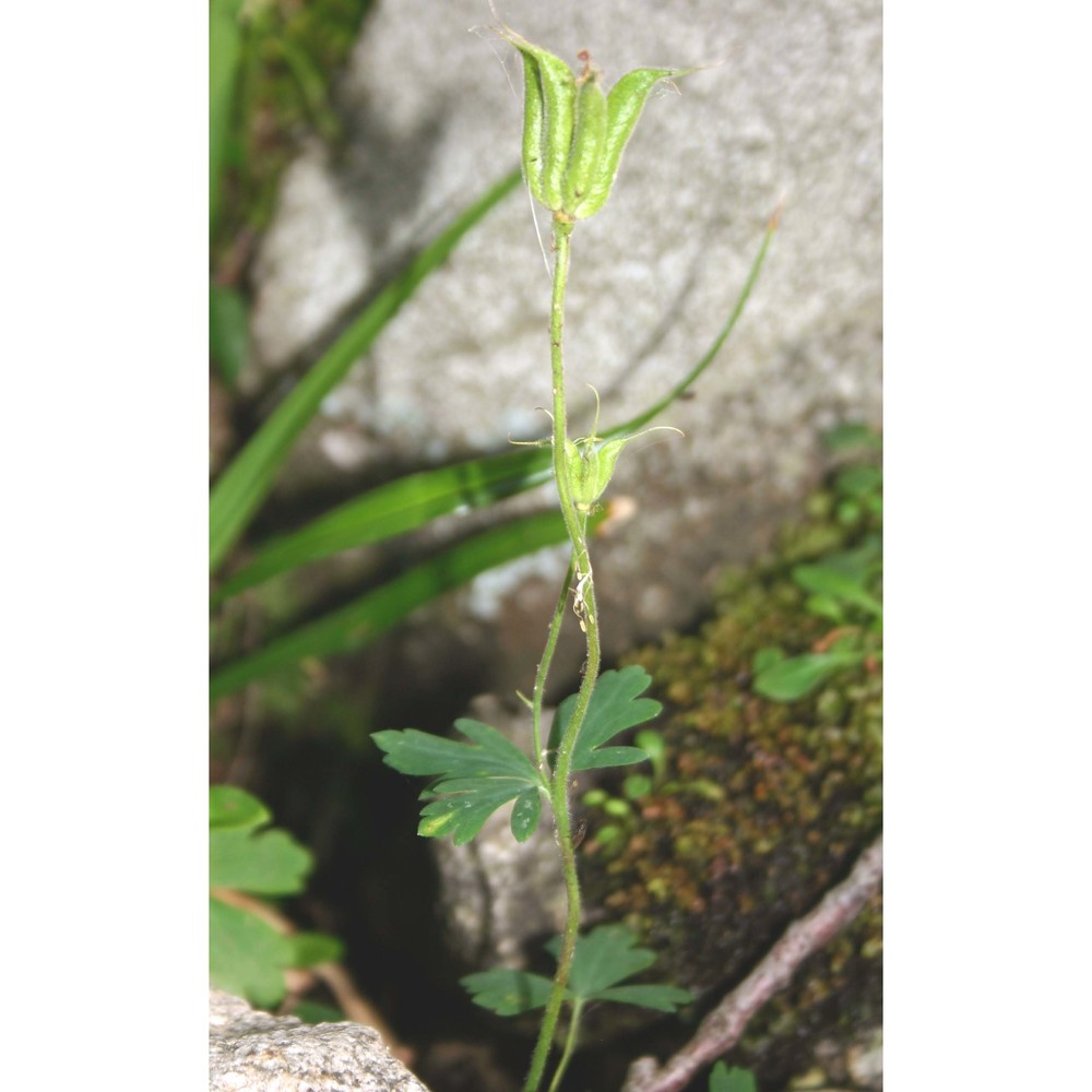 aquilegia barbaricina arrigoni et e. nardi