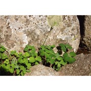 aquilegia barbaricina arrigoni et e. nardi