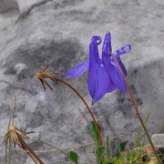 aquilegia bertolonii schott