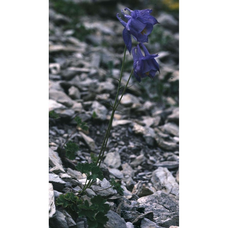 aquilegia bertolonii schott