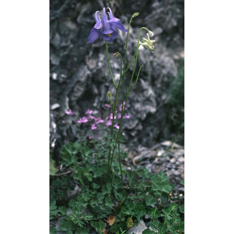 aquilegia bertolonii schott