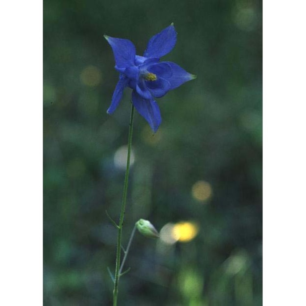 aquilegia bertolonii schott