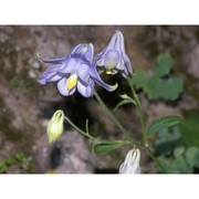 aquilegia champagnatii moraldo, e. nardi et la valva