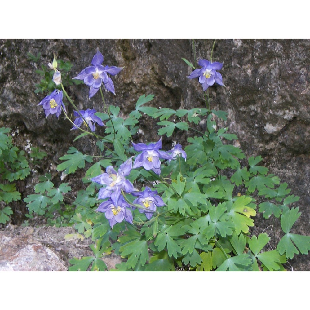 aquilegia champagnatii moraldo, e. nardi et la valva