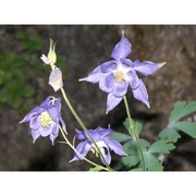 aquilegia champagnatii moraldo, e. nardi et la valva