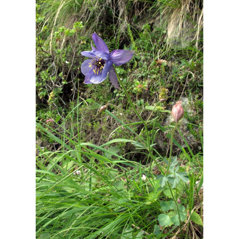 aquilegia confusa rota