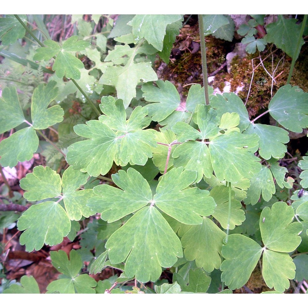 aquilegia dumeticola jord.