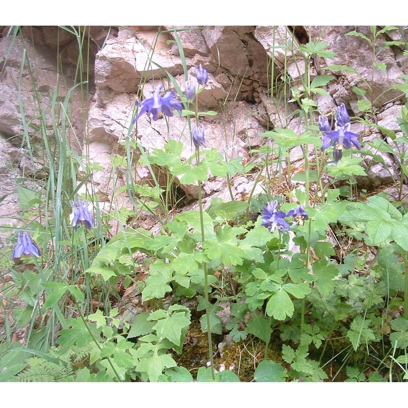 aquilegia dumeticola jord.