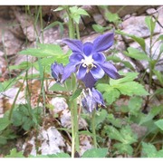 aquilegia dumeticola jord.