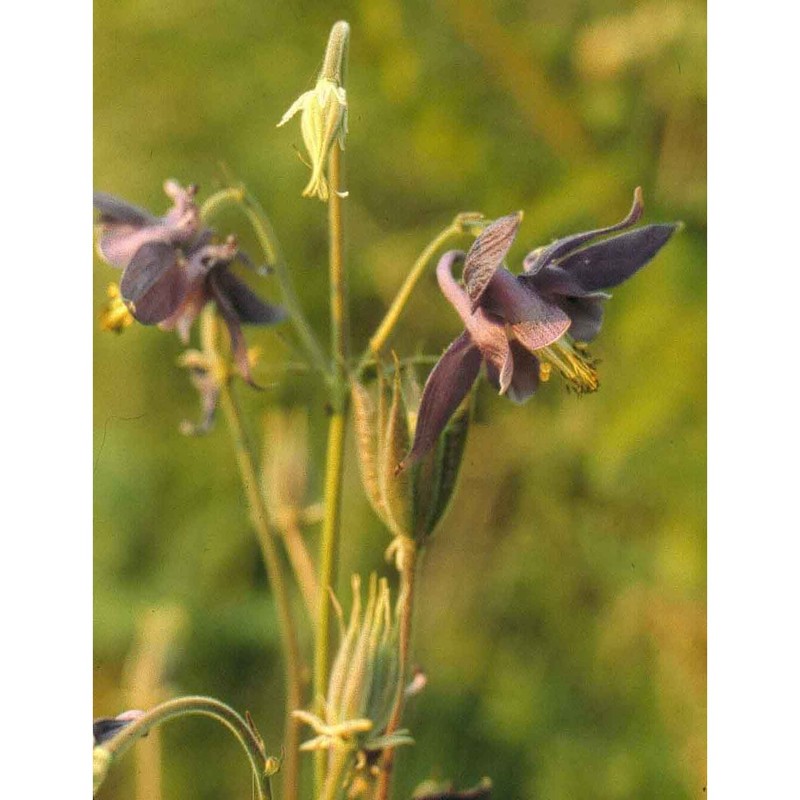 aquilegia dumeticola jord.