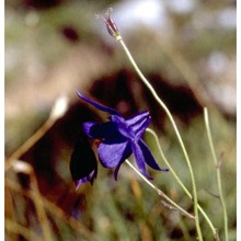 aquilegia einseleana f. w. schultz