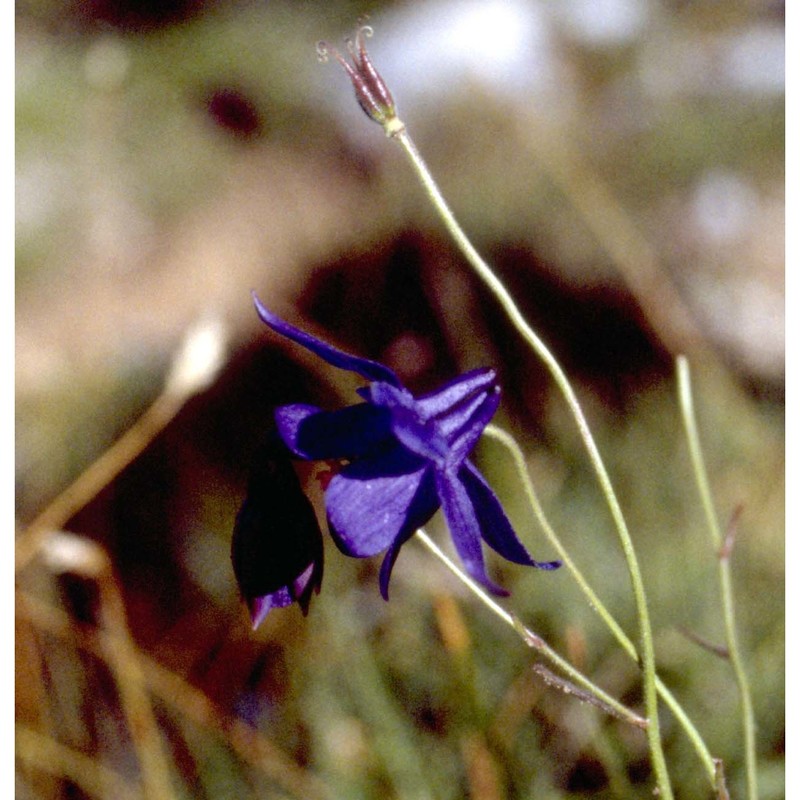 aquilegia einseleana f. w. schultz