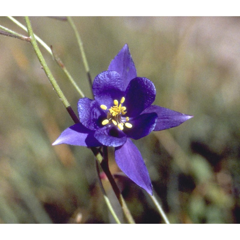 aquilegia einseleana f. w. schultz