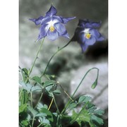 aquilegia magellensis f. conti et soldano