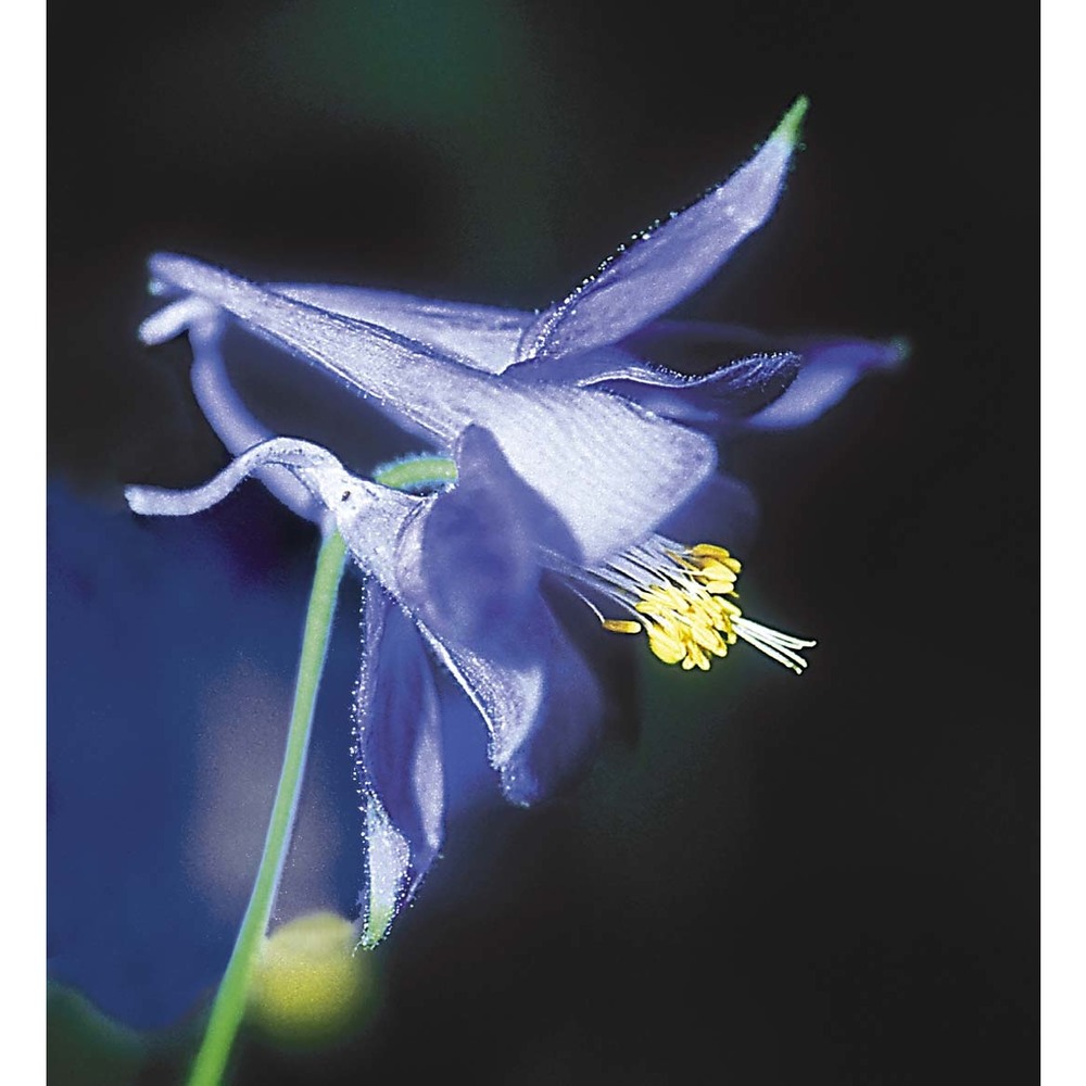 aquilegia magellensis f. conti et soldano