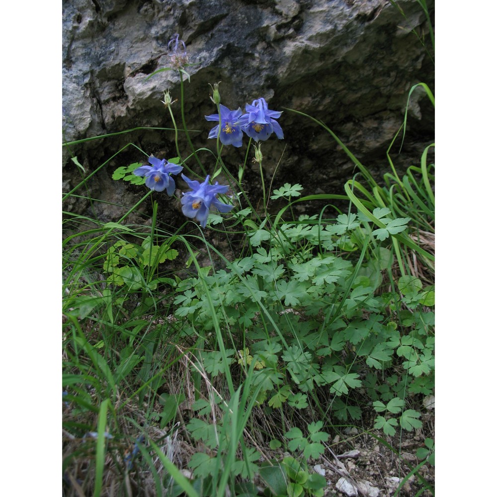 aquilegia magellensis f. conti et soldano