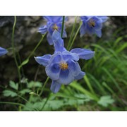 aquilegia magellensis f. conti et soldano