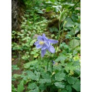 aquilegia nugorensis arrigoni et e. nardi