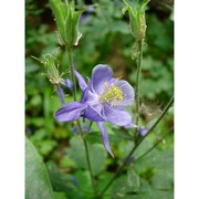 aquilegia nugorensis arrigoni et e. nardi