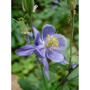 aquilegia nugorensis arrigoni et e. nardi