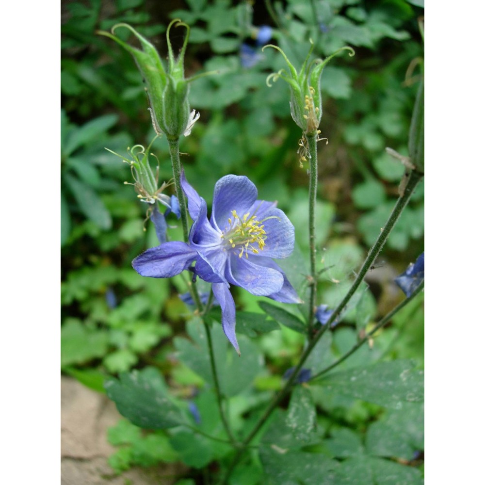 aquilegia nugorensis arrigoni et e. nardi