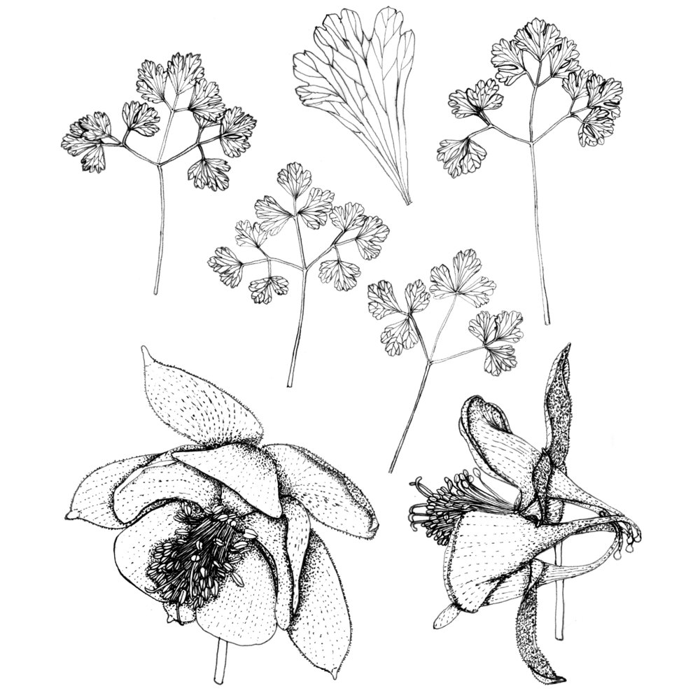 aquilegia nuragica arrigoni et e. nardi