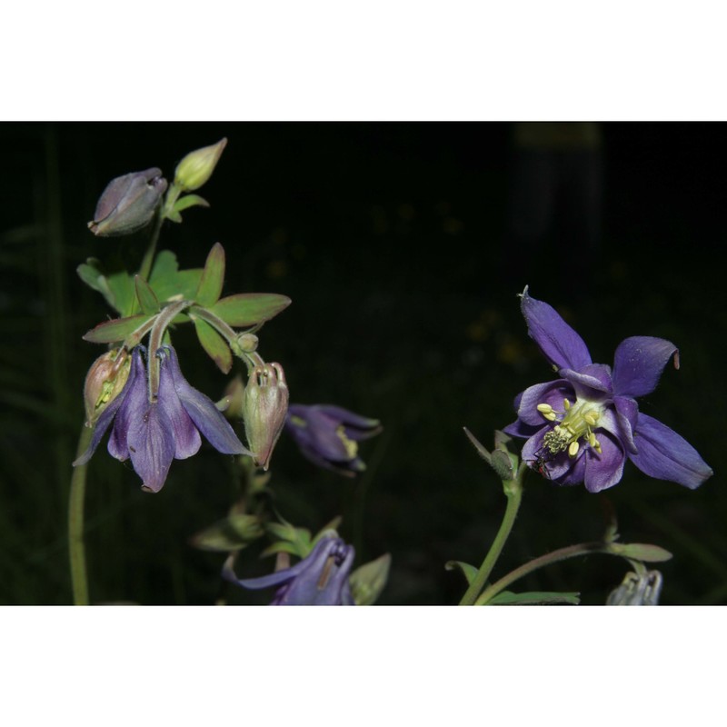 aquilegia sicula (strobl) e. nardi