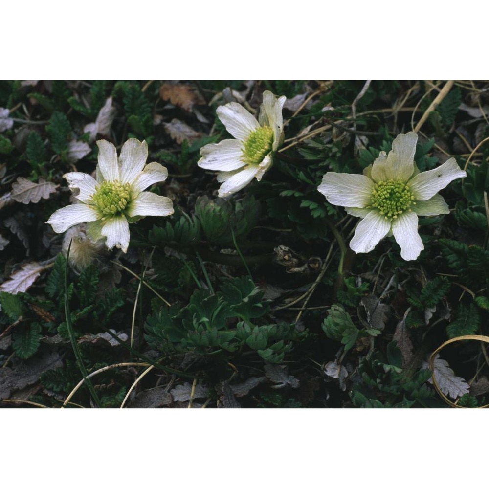 callianthemum coriandrifolium rchb.