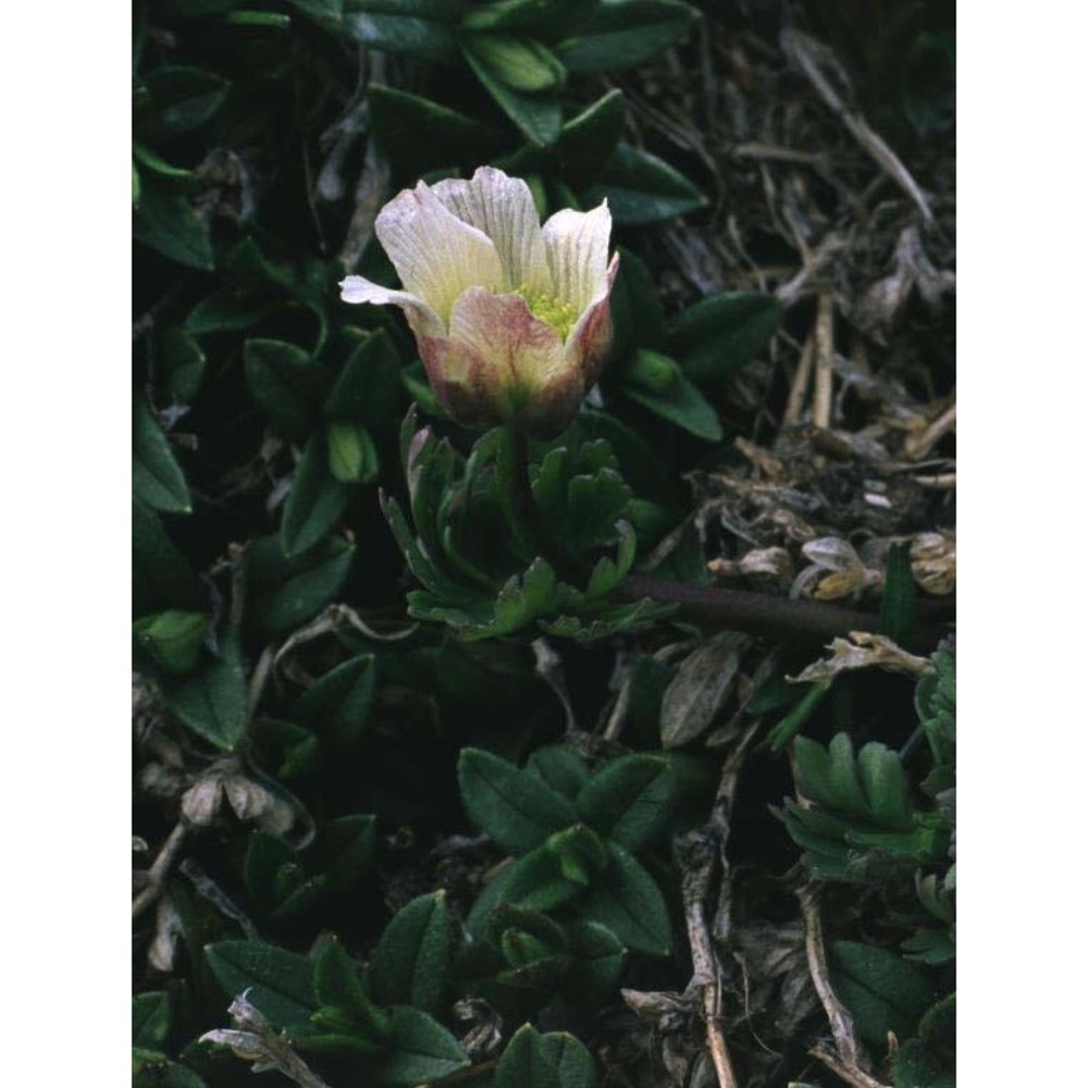 callianthemum coriandrifolium rchb.