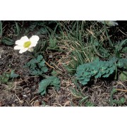 callianthemum coriandrifolium rchb.