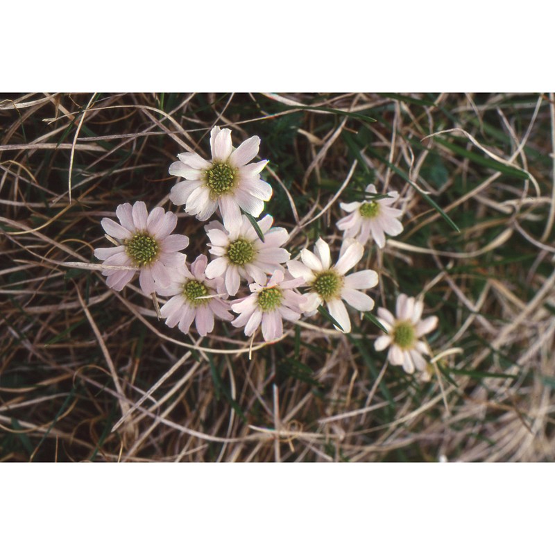 callianthemum kernerianum freyn ex a. kern.