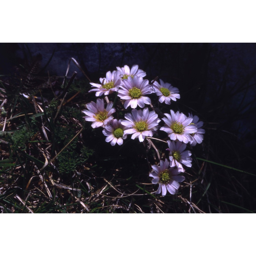 callianthemum kernerianum freyn ex a. kern.