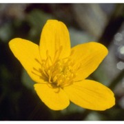 caltha palustris l.