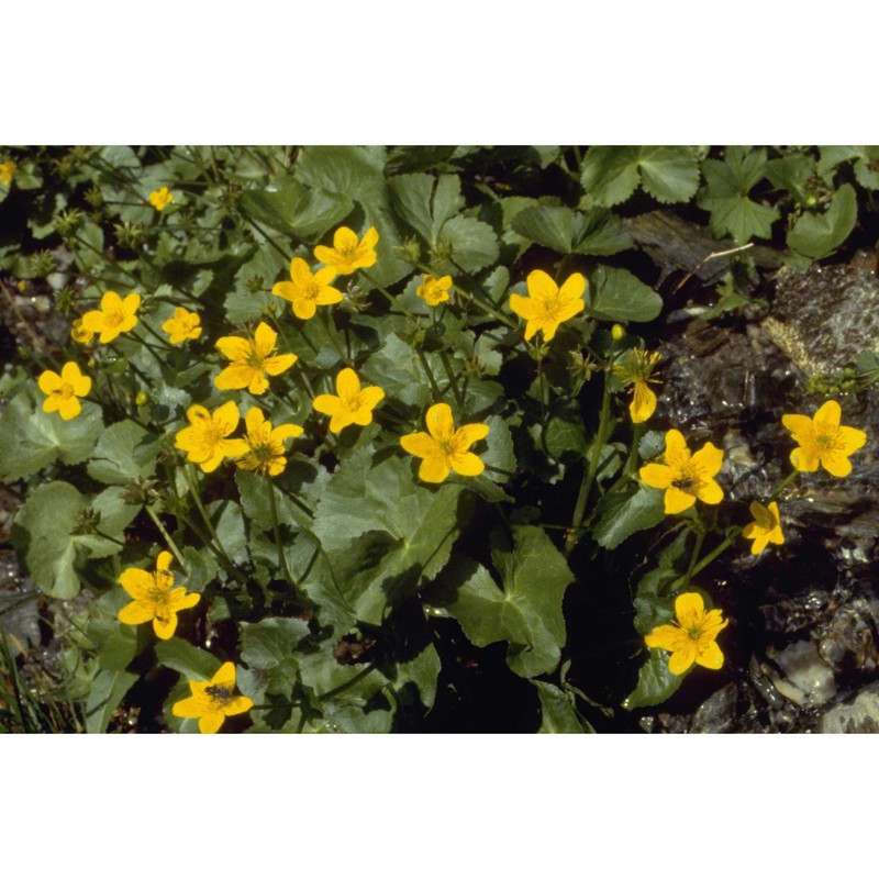 caltha palustris l.