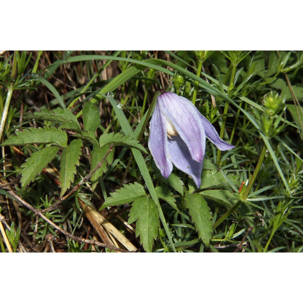 clematis alpina (l.) mill.