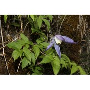 clematis alpina (l.) mill.