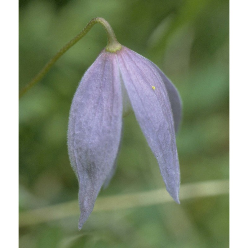 clematis alpina (l.) mill.