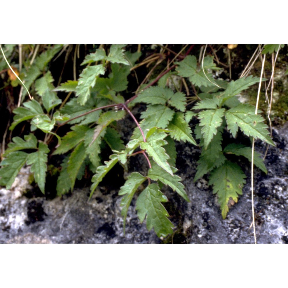 clematis alpina (l.) mill.