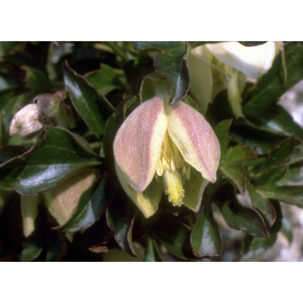 clematis cirrhosa l.