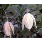 clematis cirrhosa l.