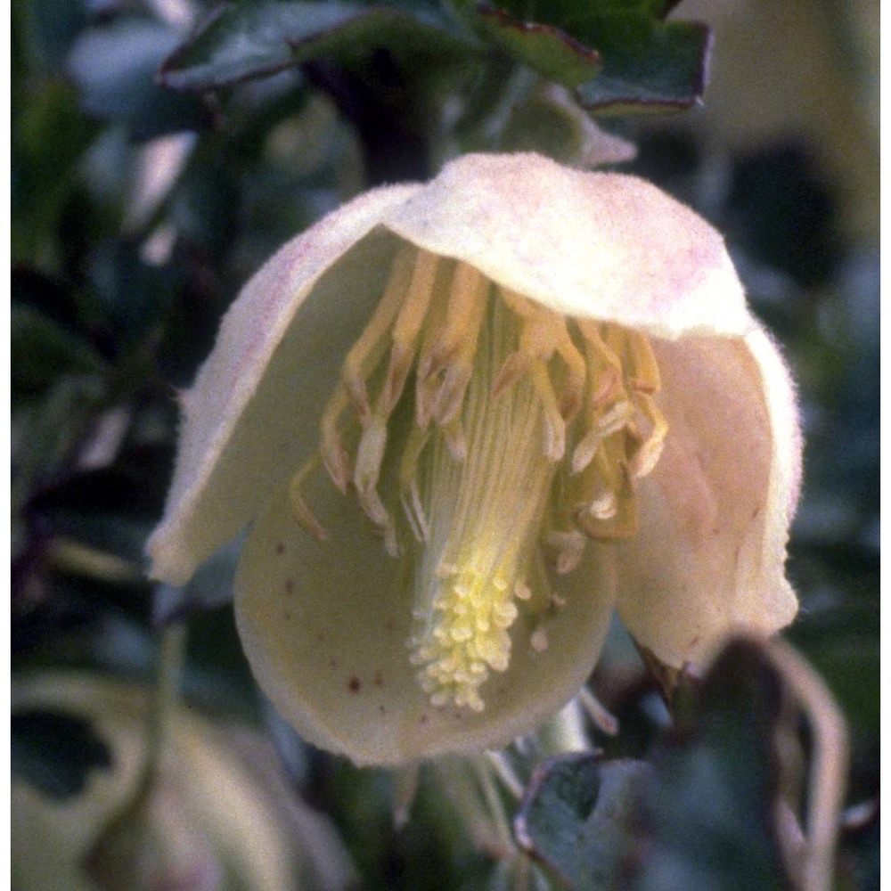 clematis cirrhosa l.