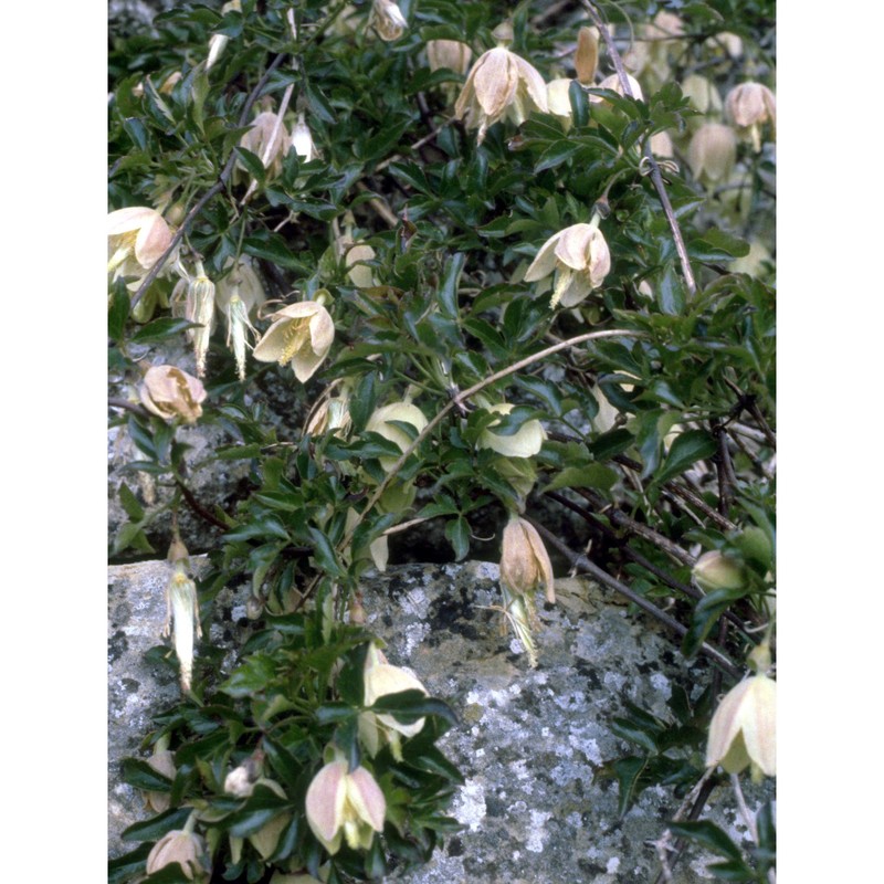 clematis cirrhosa l.