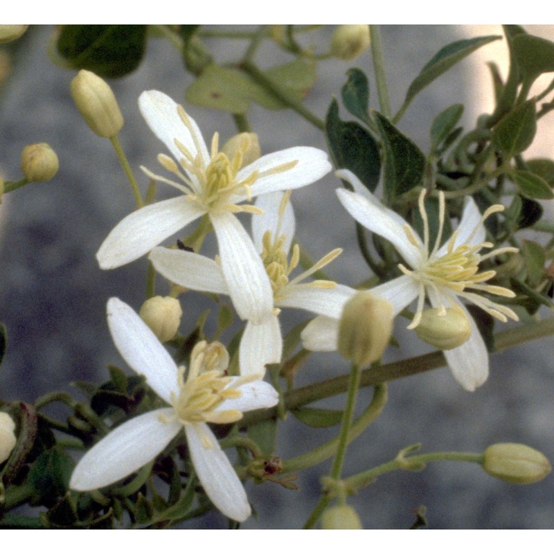 clematis flammula l.