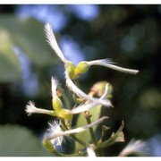 clematis flammula l.