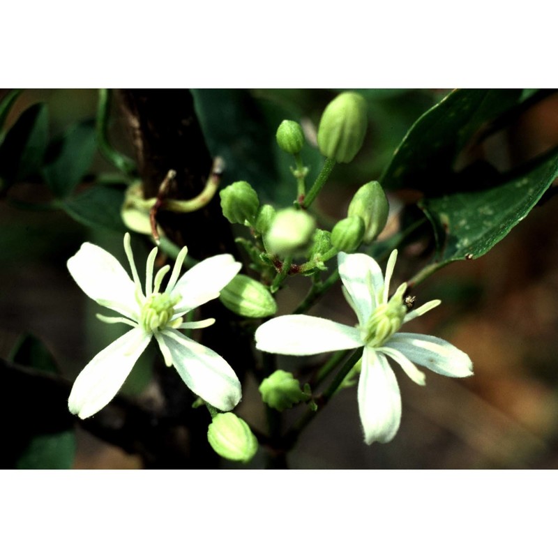 clematis flammula l.