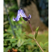 clematis integrifolia l.