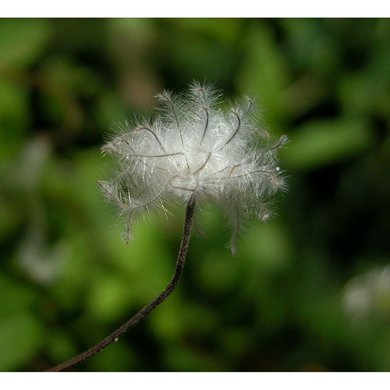 clematis integrifolia l.