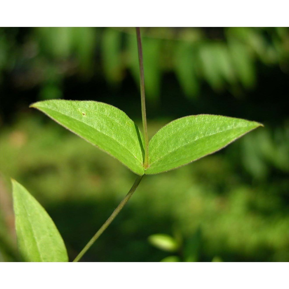 clematis integrifolia l.