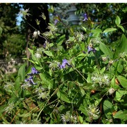 clematis integrifolia l.